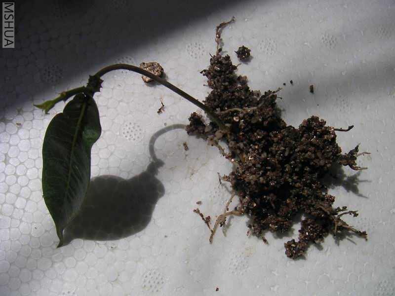 ������С Ǥ��������и�1.jpg