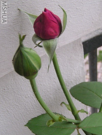 P1010052.jpg