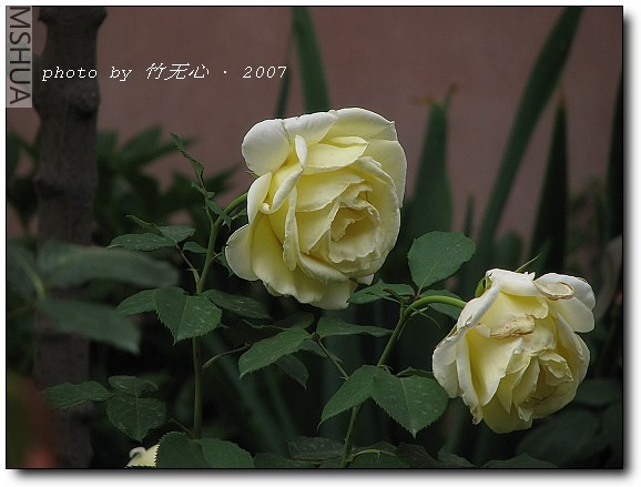 IMG_9812.jpg