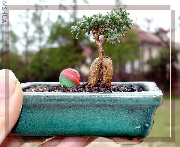 ����С�ɣ��ձ�С�ɣ���