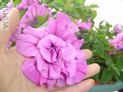 ��ȥ�������