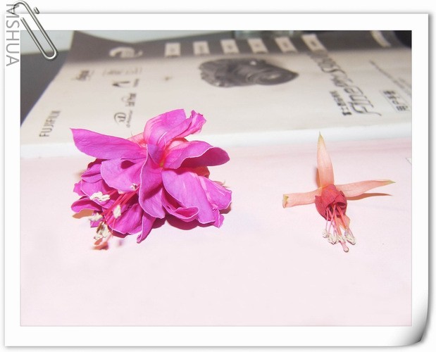 ������С DSCF0001.jpg