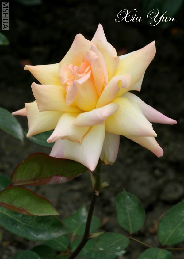 IMG_0552 ����a.jpg