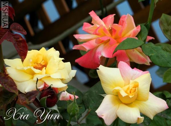 IMG_0528 ����a.jpg