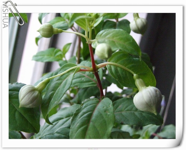 ������С DSCF0010.jpg