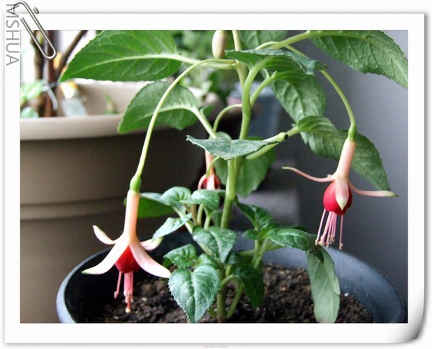 ������С DSCF0013.jpg