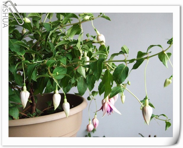 ������С DSCF0006.jpg