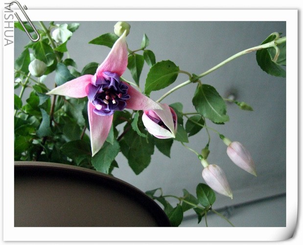 ������С DSCF0004.jpg