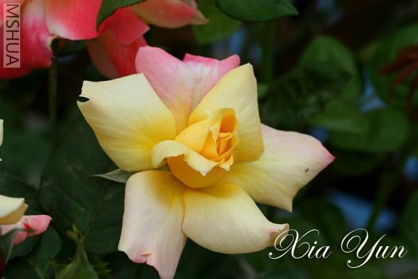 IMG_0525 ����a.jpg