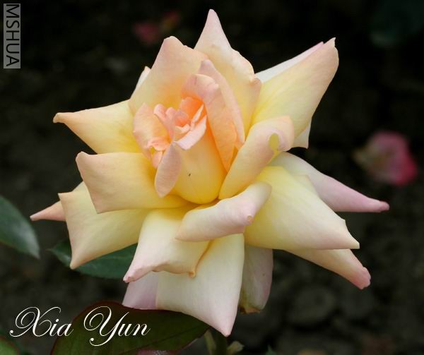 IMG_0550 ����a.jpg