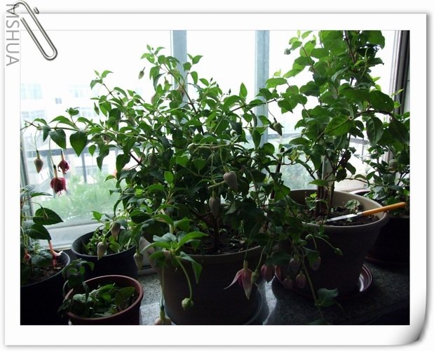 ������С DSCF0003.jpg