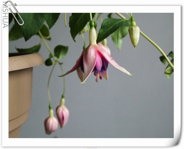 ������С DSCF0008.jpg