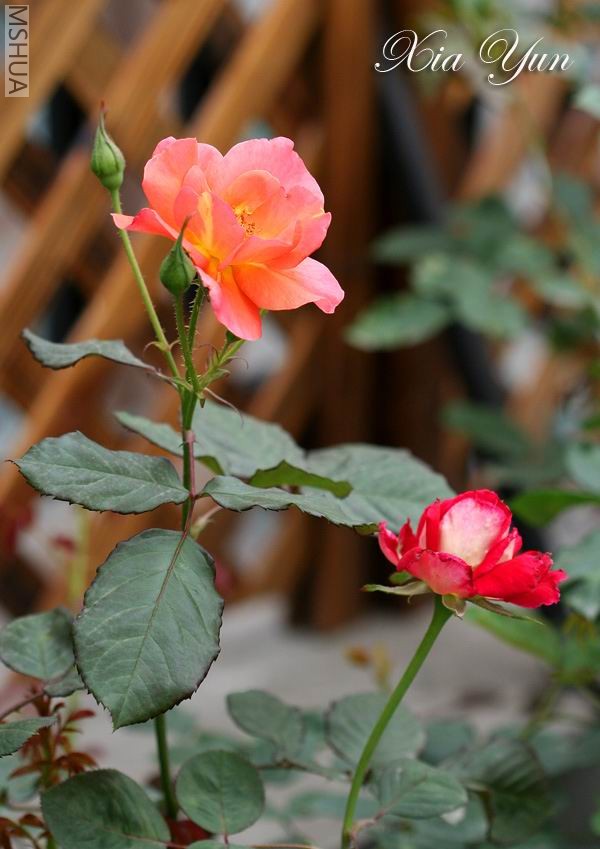 ������غͺ����Ѿ�