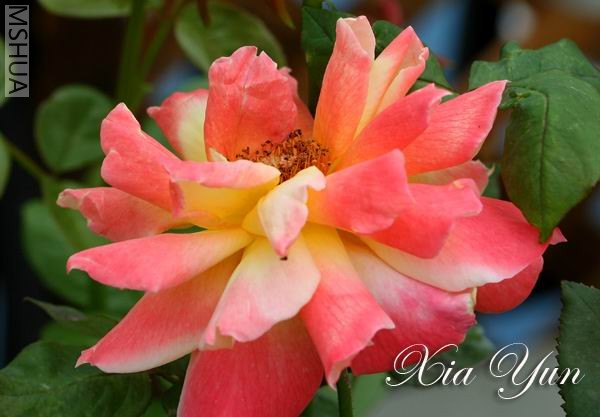 IMG_0532 ����.jpg