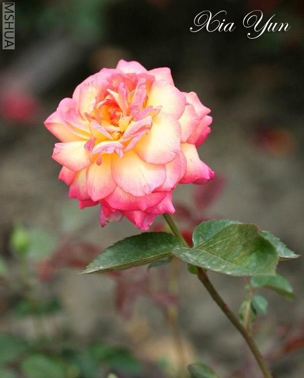 IMG_0200 ����.jpg