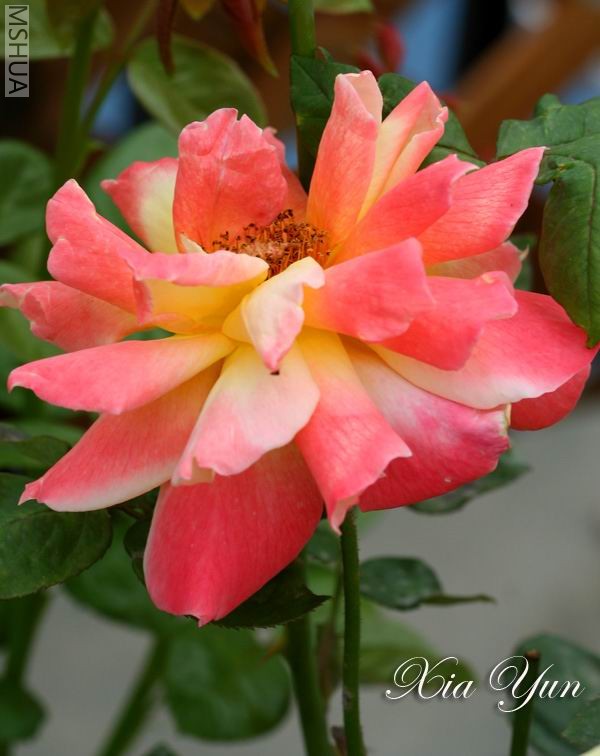 IMG_0533 ����.jpg