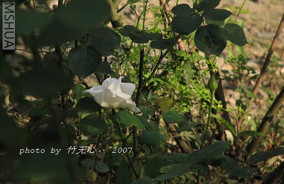 IMG_0135.jpg