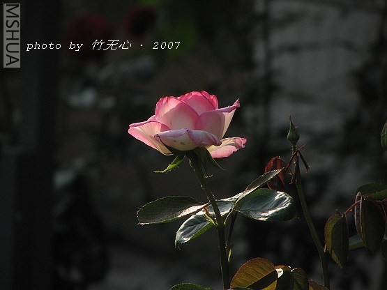 IMG_0156.jpg