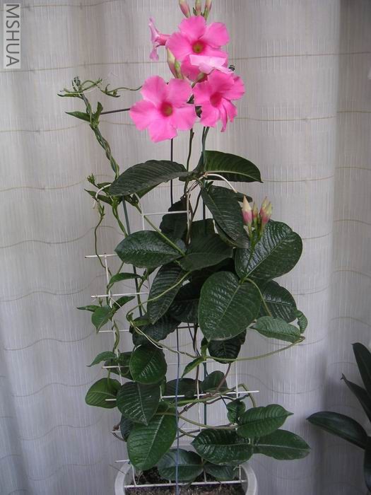 ������С ��ת ����705191.jpg