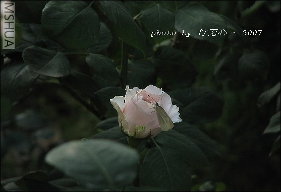 IMG_0152.jpg