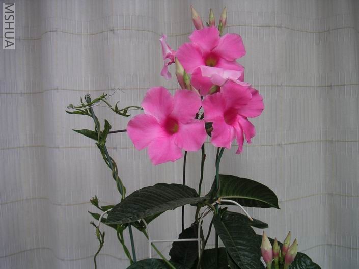 ������С ����705192.jpg