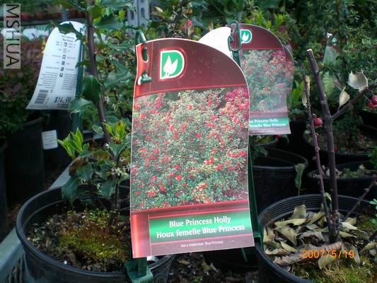 Resize of CIMG0705.JPG