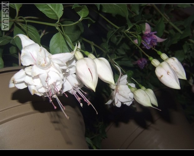 ������С DSCF0010.jpg