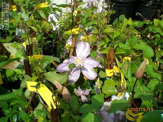 Resize of CIMG0724.JPG