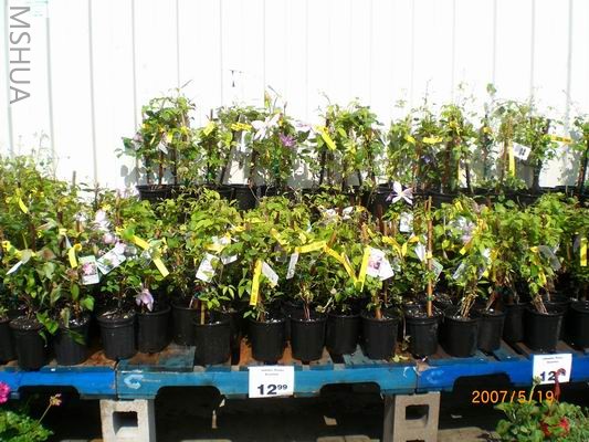 Resize of CIMG0718.JPG