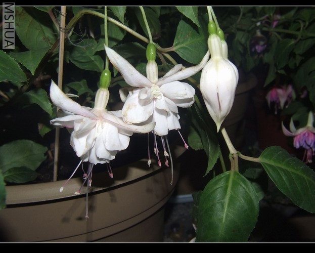 ������С DSCF0006.jpg