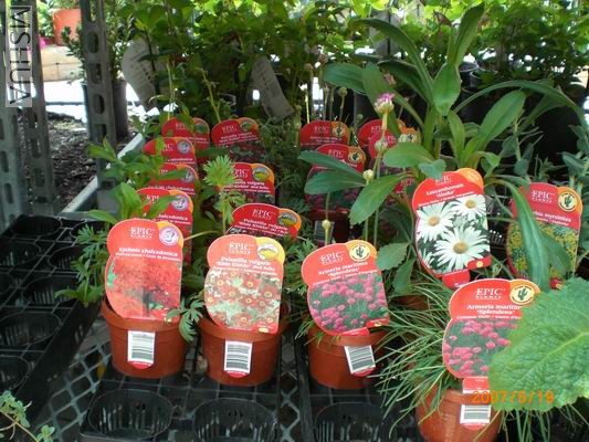 Resize of CIMG0715.JPG