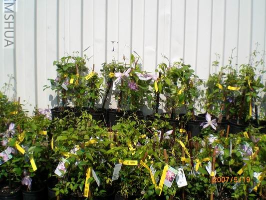 Resize of CIMG0728.JPG