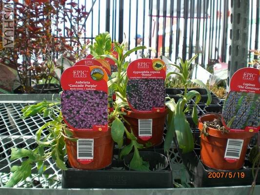 Resize of CIMG0714.JPG