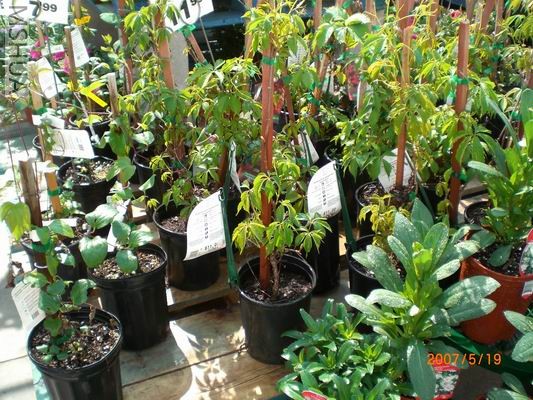 Resize of CIMG0731.JPG