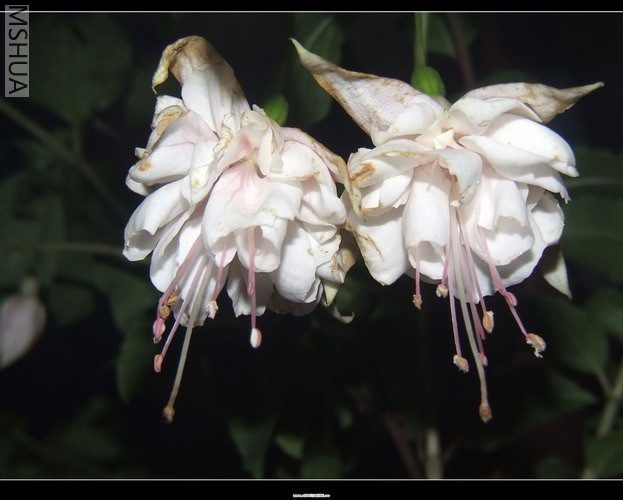 ������С DSCF0012.jpg