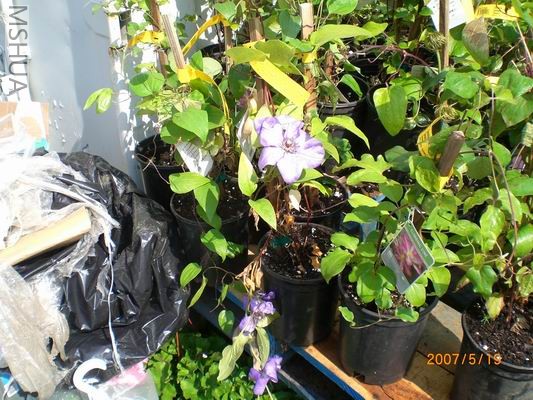 Resize of CIMG0726.JPG