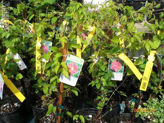 Resize of CIMG0720.JPG