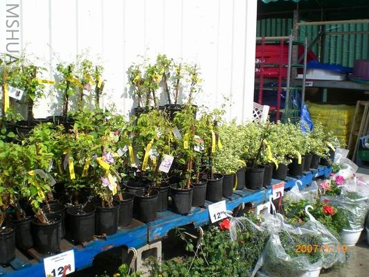 Resize of CIMG0727.JPG