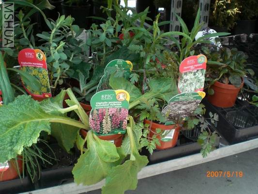 Resize of CIMG0716.JPG