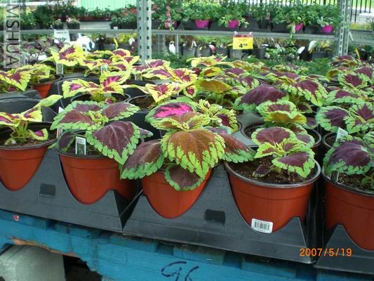 Resize of CIMG0711.JPG