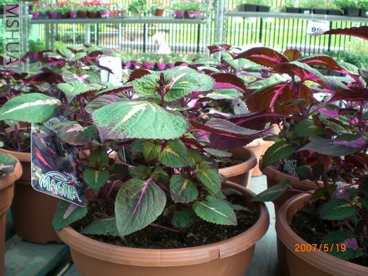 Resize of CIMG0710.JPG