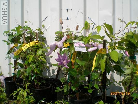 Resize of CIMG0722.JPG