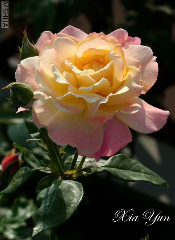 IMG_0065 ����.jpg