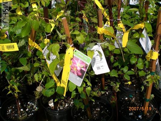 Resize of CIMG0721.JPG