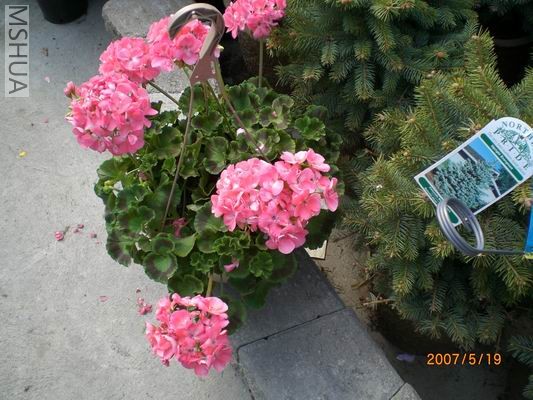 Resize of CIMG0706.JPG