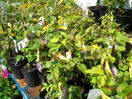 Resize of CIMG0723.JPG