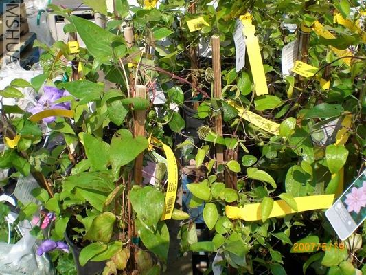 Resize of CIMG0725.JPG