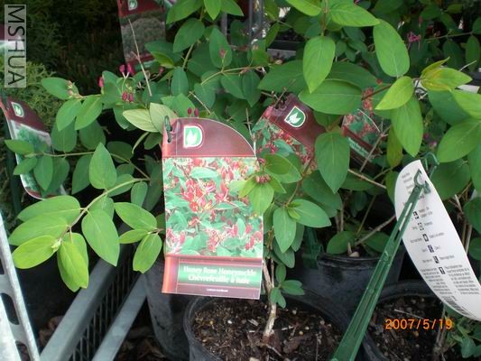 Resize of CIMG0704.JPG