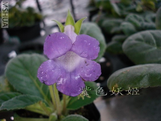 ��ͩ�����ϣ�04612-1_resize.jpg