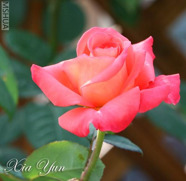 IMG_0066 ����.jpg